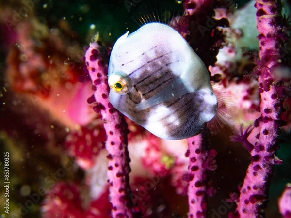 Fototapeta かわいい魚