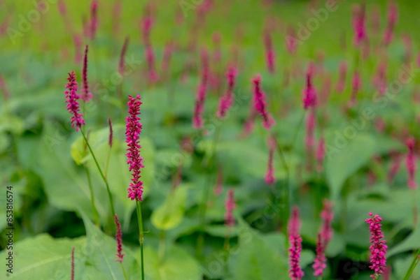 Fototapeta Selective focus of red pink flower Persicaria amplexicaulis in the garden with soft sunlight, Knotweed is a genus of herbaceous flowering plants in a family of Polygonaceae, Nature floral background.