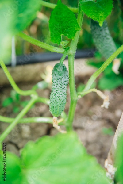 Obraz A blooming cucumber with yellow flowers in a greenhouse. Small and fresh cucumbers. Agricultural industry. Natural background. Growing vegetables.