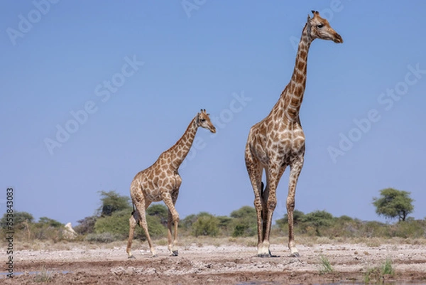 Obraz giraffe with its calf in the Etosha NP, Namibia