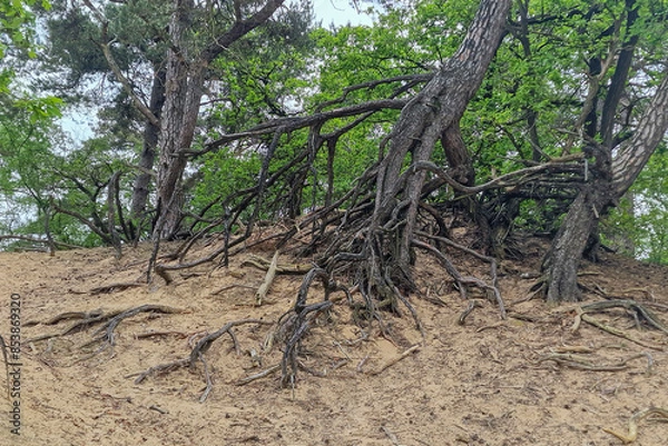 Fototapeta Bare roots of fir trees