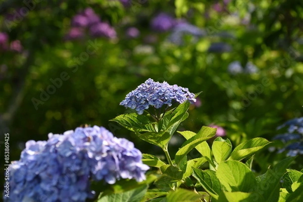 Obraz 木漏れ日の中で咲く紫陽花