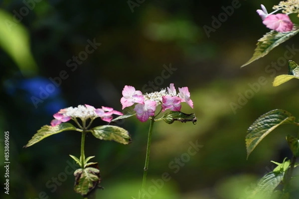 Obraz 木漏れ日の中で咲く紫陽花