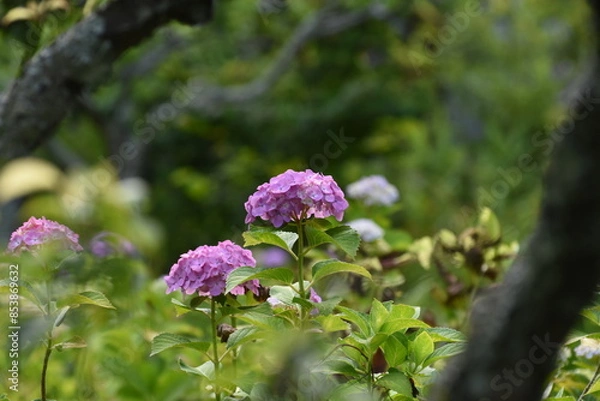 Obraz 木漏れ日の中で咲く紫陽花