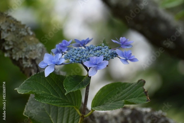 Obraz 木漏れ日の中で咲く紫陽花