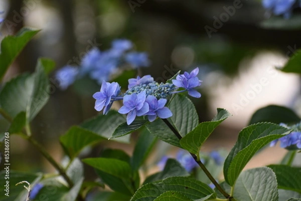 Obraz 木漏れ日の中で咲く紫陽花