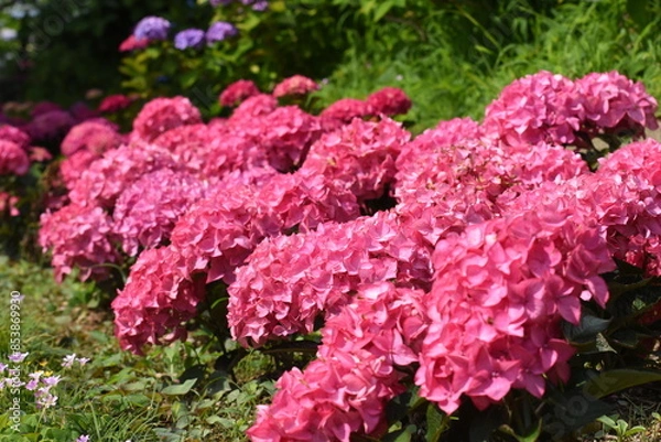 Obraz 木漏れ日の中で咲く紫陽花