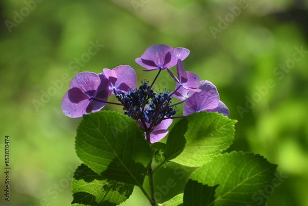 Obraz 木漏れ日の中で咲く紫陽花