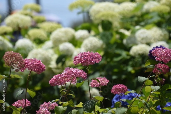 Obraz 木漏れ日の中で咲く紫陽花