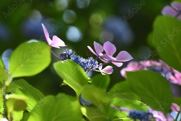 Obraz 木漏れ日の中で咲く紫陽花