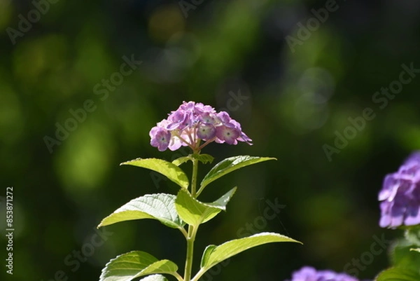 Obraz 木漏れ日の中で咲く紫陽花