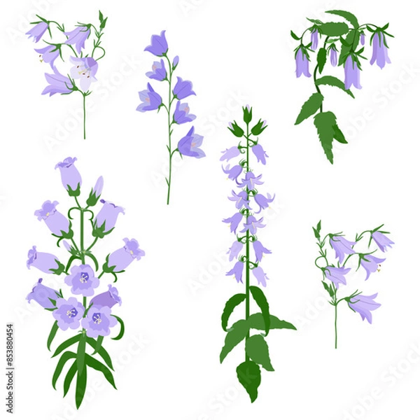 Obraz Set of various bells flower on an isolated background.