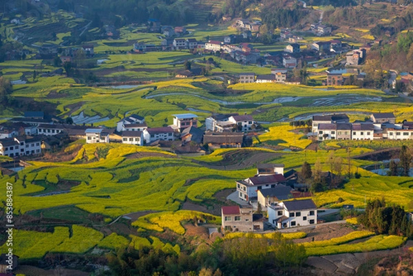 Obraz Rapeseed flowers bloom in ancient terraced fields