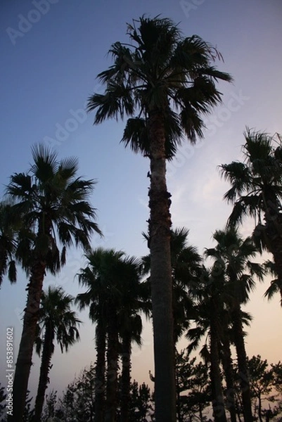 Obraz palm trees in the sunset
