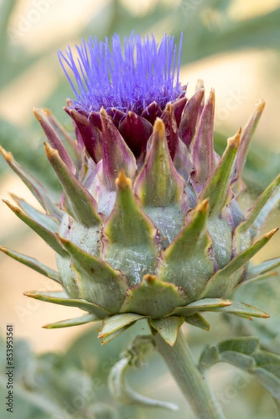 Obraz Alcachofa (Cynara scolymus)