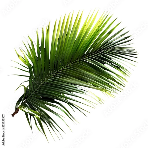 Obraz palm tree leaves