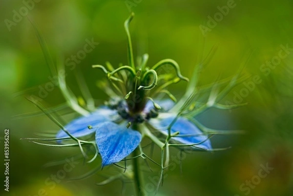 Obraz Jungfer im Grünen - Nigella Damascena