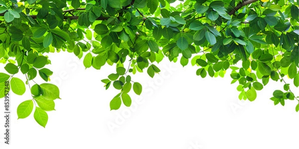 Obraz green leaves background