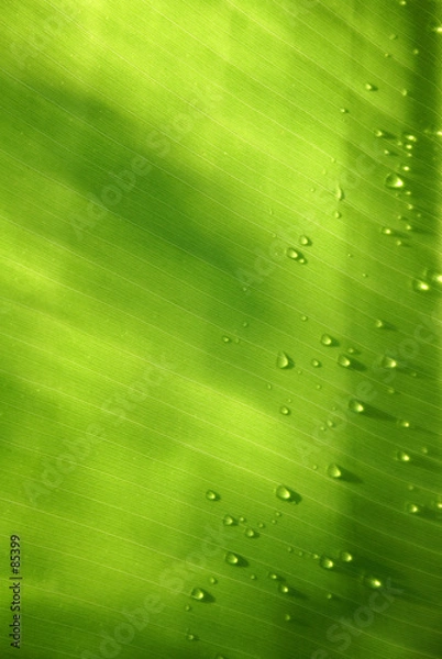 Fototapeta liść z kroplami