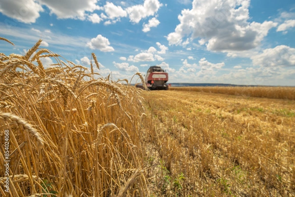 Fototapeta Combine Harvester Working, Cut Stem Cereals on Wheat Field on Farm. Seasonal Harvesting. Agriculture, Farmland, Hayfield, Highest Yield. Closeup on Ears Wheat, low depth of sharpness. 