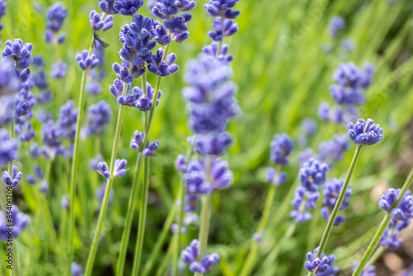Obraz Closeup photo of Lavender in a field in Norfolk England