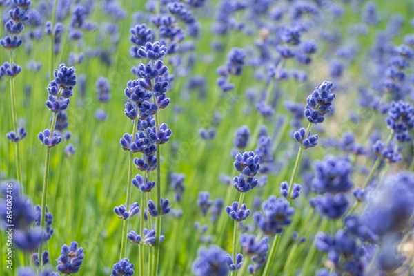 Fototapeta Closeup photo of Lavender in a field in Norfolk England