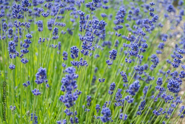 Fototapeta Closeup photo of Lavender in a field in Norfolk England