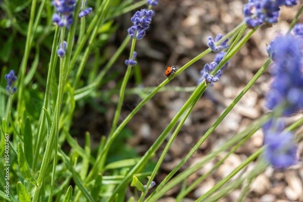 Fototapeta Closeup photo of a seven-spot ladybird on Lavender in a field in Norfolk England