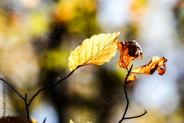 Fototapeta Autumn Leaves. Colors of Autumn. Autumn in forest, leaves.