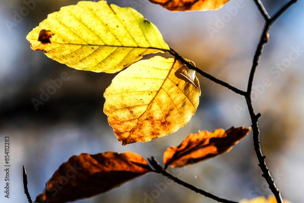 Fototapeta Autumn Leaves. Colors of Autumn. Autumn in forest, leaves.