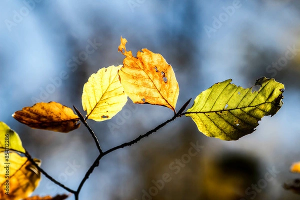 Fototapeta Autumn Leaves. Colors of Autumn. Autumn in forest, leaves.
