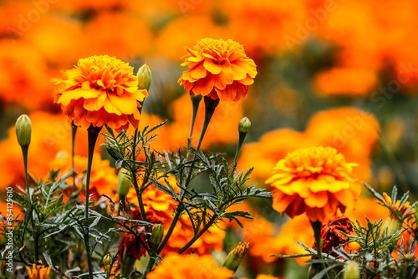 Fototapeta Colorful flowers in garden. HDR Image (High Dynamic Range).