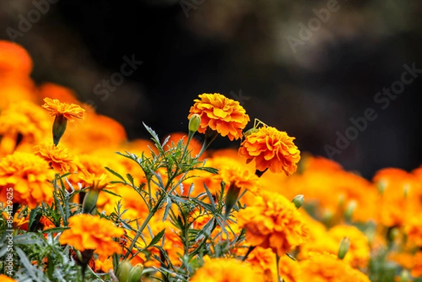 Fototapeta Colorful flowers in garden. HDR Image (High Dynamic Range).