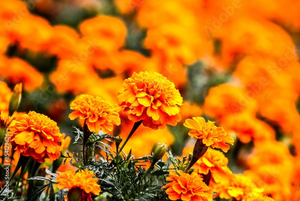 Fototapeta Colorful flowers in garden. HDR Image (High Dynamic Range).