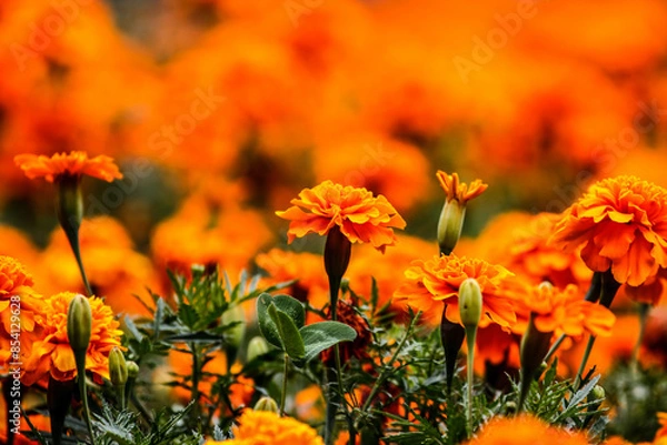 Fototapeta Colorful flowers in garden. HDR Image (High Dynamic Range).