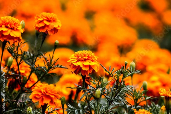 Fototapeta Colorful flowers in garden. HDR Image (High Dynamic Range).