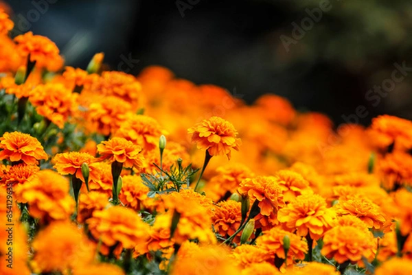 Fototapeta Colorful flowers in garden. HDR Image (High Dynamic Range).