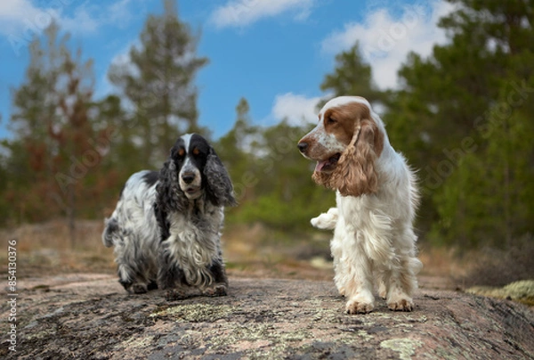 Fototapeta Portrait of two purebred English Cocker spaniel. Summer. Island. Wildlife. The dogs are on a rocky ledge and looking into the frame. Trees and a blue sky with clouds are visible in the background.