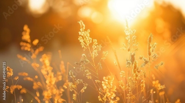 Fototapeta Warm golden hour light beams through wild grass, emphasizing a peaceful evening mood