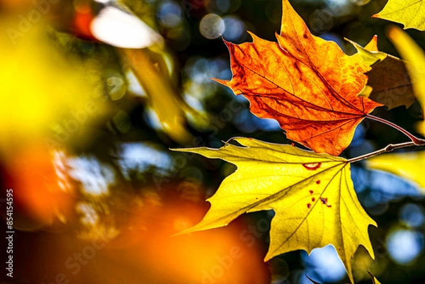 Fototapeta Autumn Leaves. Colors of Autumn. Autumn in forest, leaves.