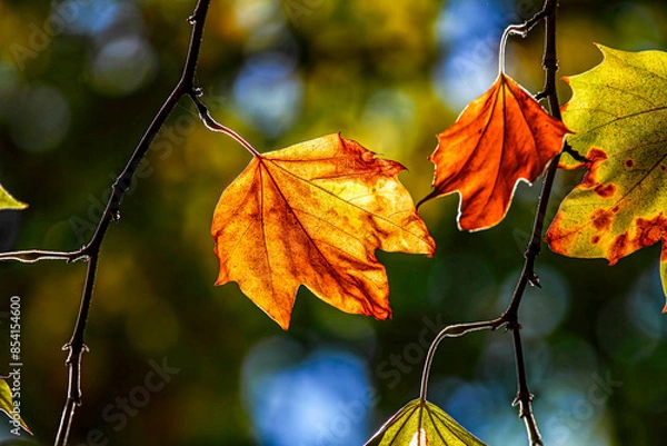 Fototapeta Autumn Leaves. Colors of Autumn. Autumn in forest, leaves.