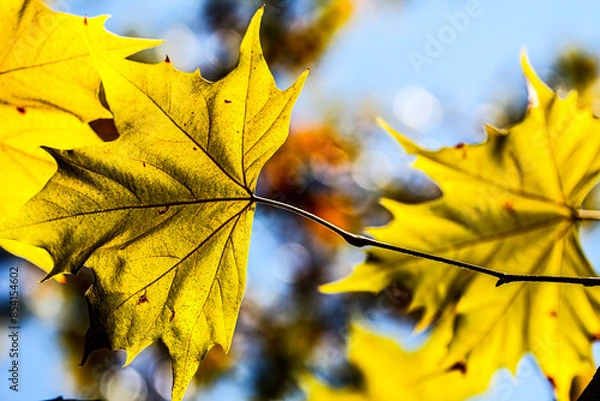 Fototapeta Autumn Leaves. Colors of Autumn. Autumn in forest, leaves.