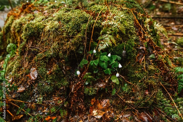 Obraz moss in the forest