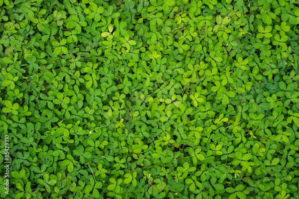 Obraz Tiny green leaves background, Texture