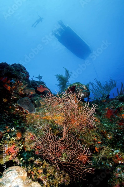 Fototapeta A Snorkeler Swims From a Dive Boat Over a Coral Reef in the Turks and Caicos