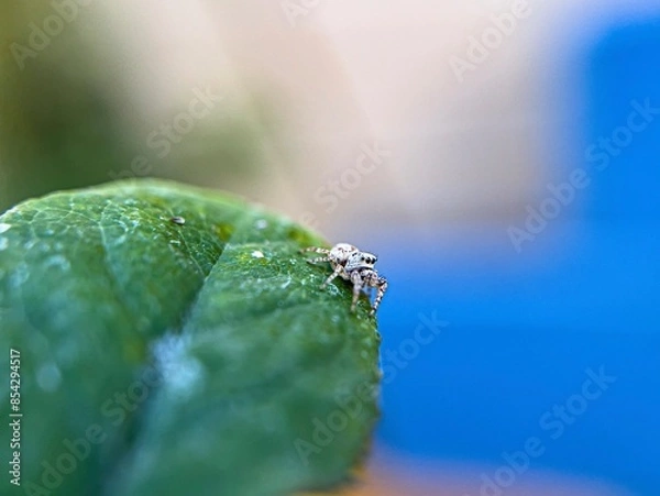 Obraz Little jumping spider