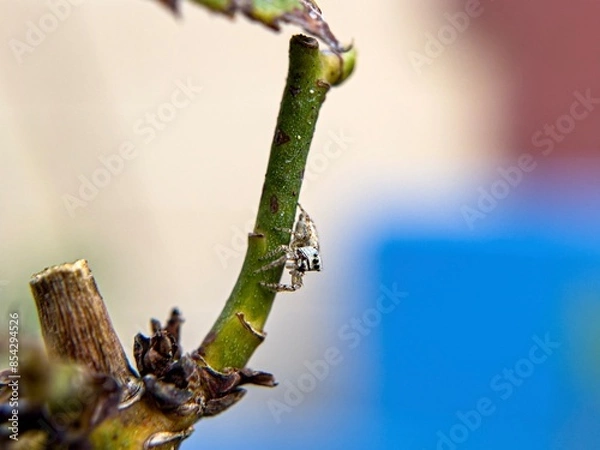 Obraz Little jumping spider