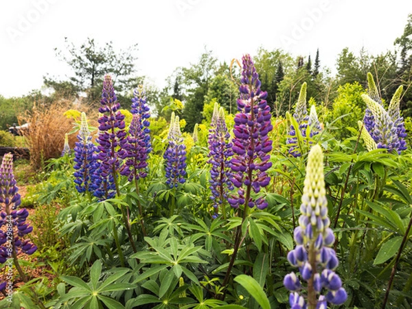 Fototapeta Flowers in the field