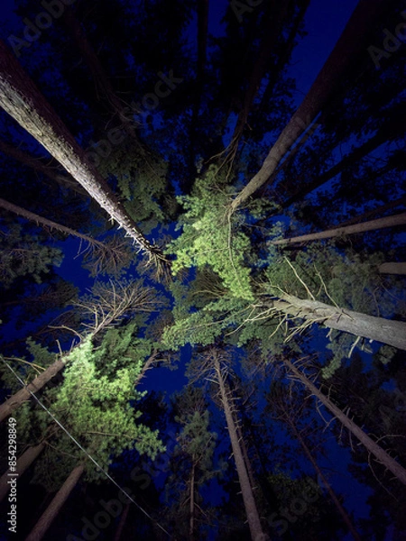 Obraz Looking up in the night forest 