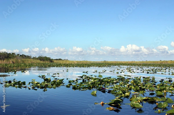 Obraz Everglades Wetland